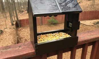 A Solar Powered Squirrelhouse